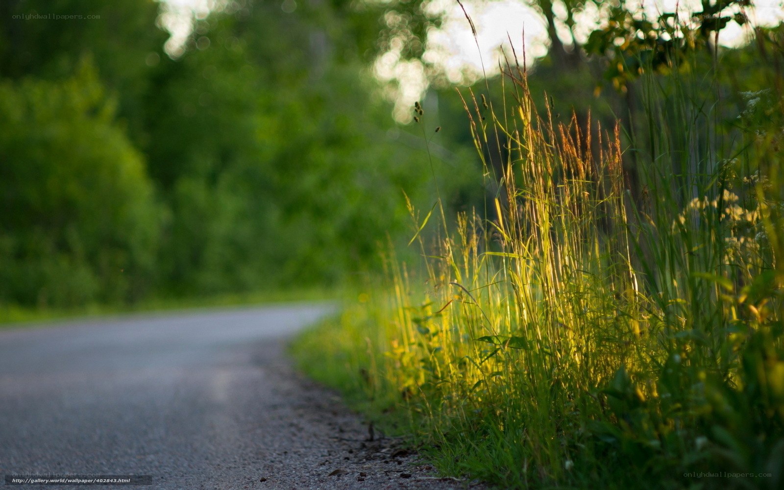 Roadside grass in golden light