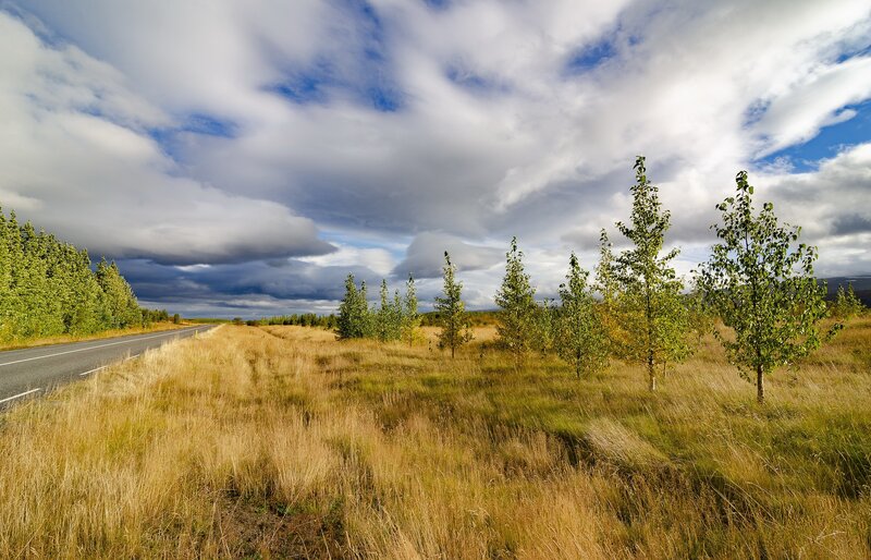 Roadside Grassland