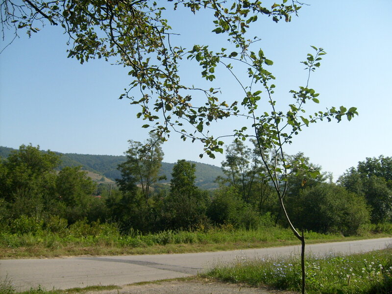 Roadside Tree in Countryside
