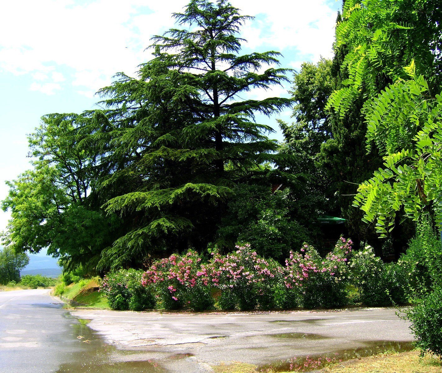 Roadside trees and flowers