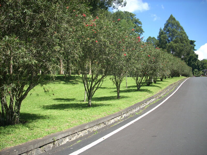 Roadside trees in a park