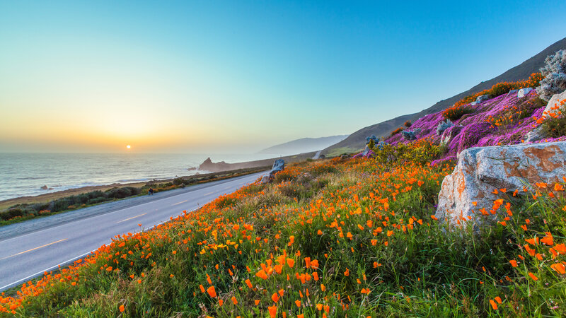Roadside Wildflowers at Sunset