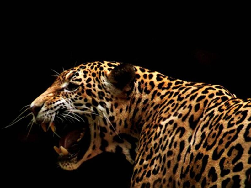 Roaring Jaguar