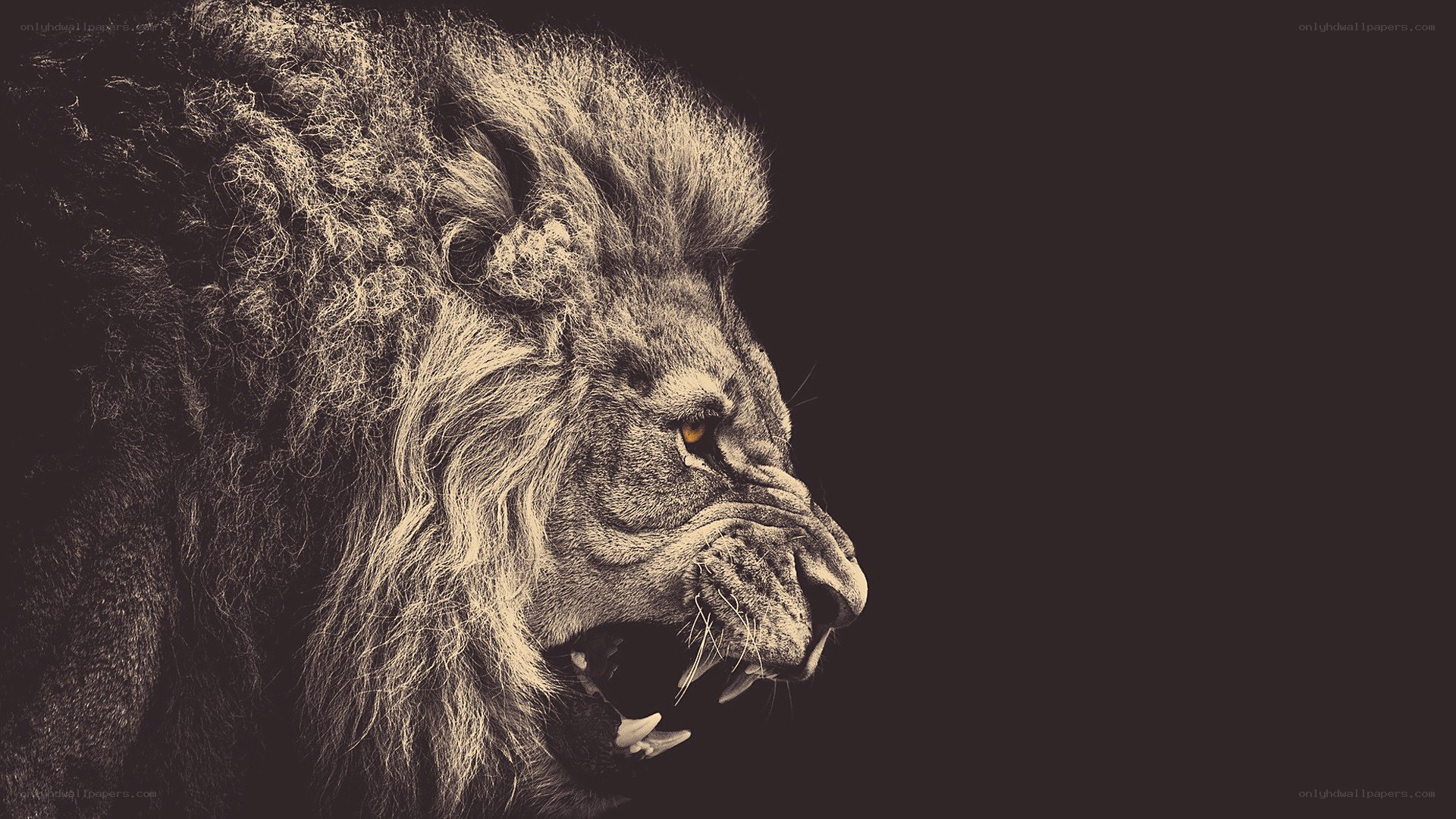 roaring lion in profile