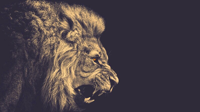Roaring Lion in Profile — Black, Dramatic, Photograph, Mane, Open Mouth