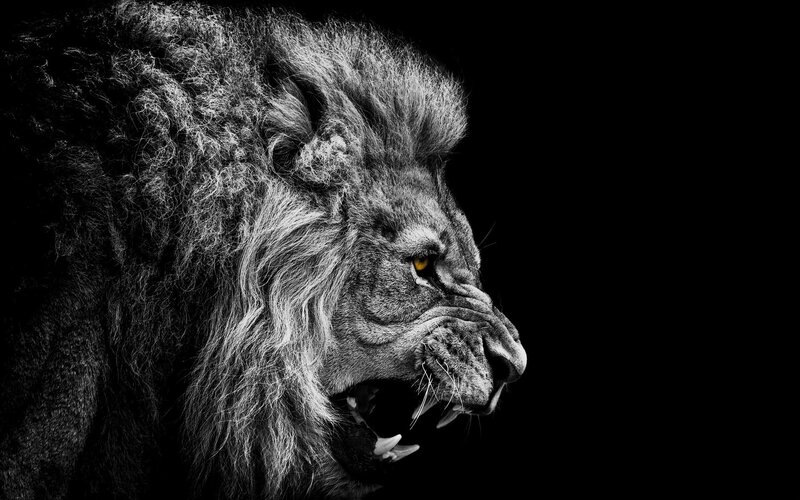 Roaring Lion in Profile — Black, Dramatic, Photograph, Mane
