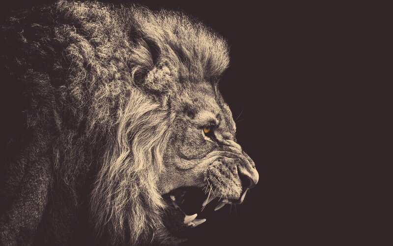 Roaring Lion in Profile — Black, Dramatic, Photograph