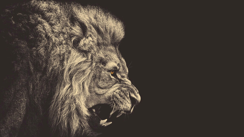 Roaring Lion in Profile — Black, Dramatic