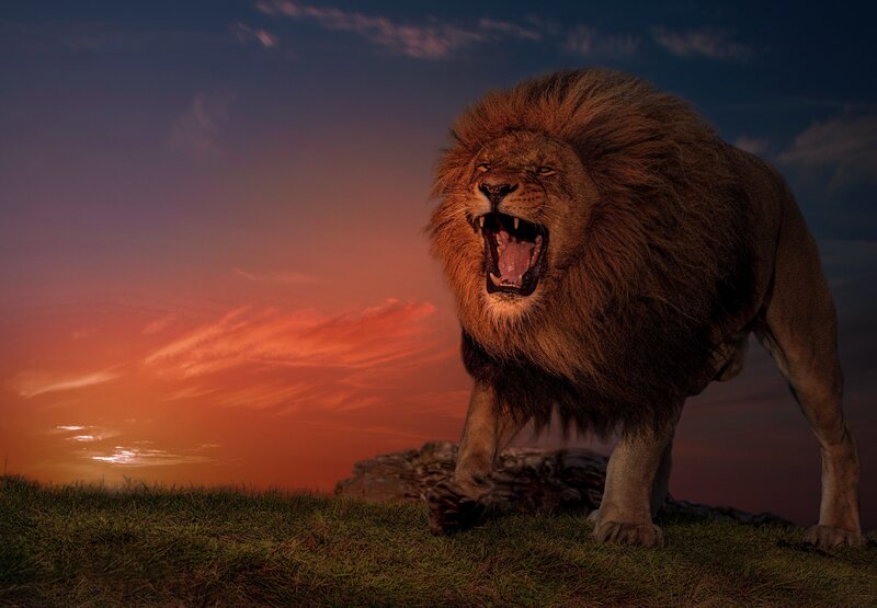 Roaring Lion on Hill