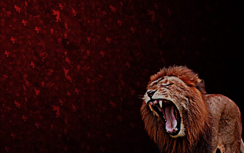 roaring lion on red background