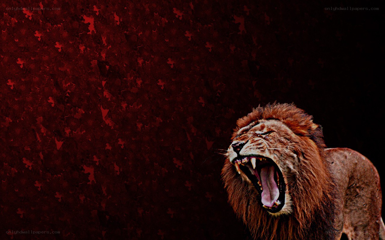 roaring lion on red background