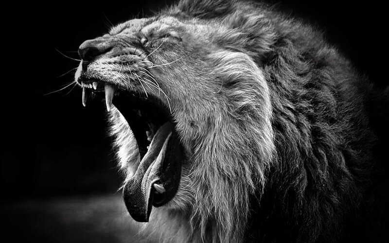 Roaring Male Lion — Black