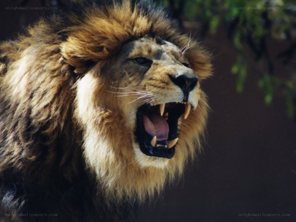 roaring male lion