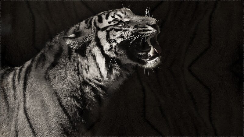 Roaring White Tiger — Black, Dramatic