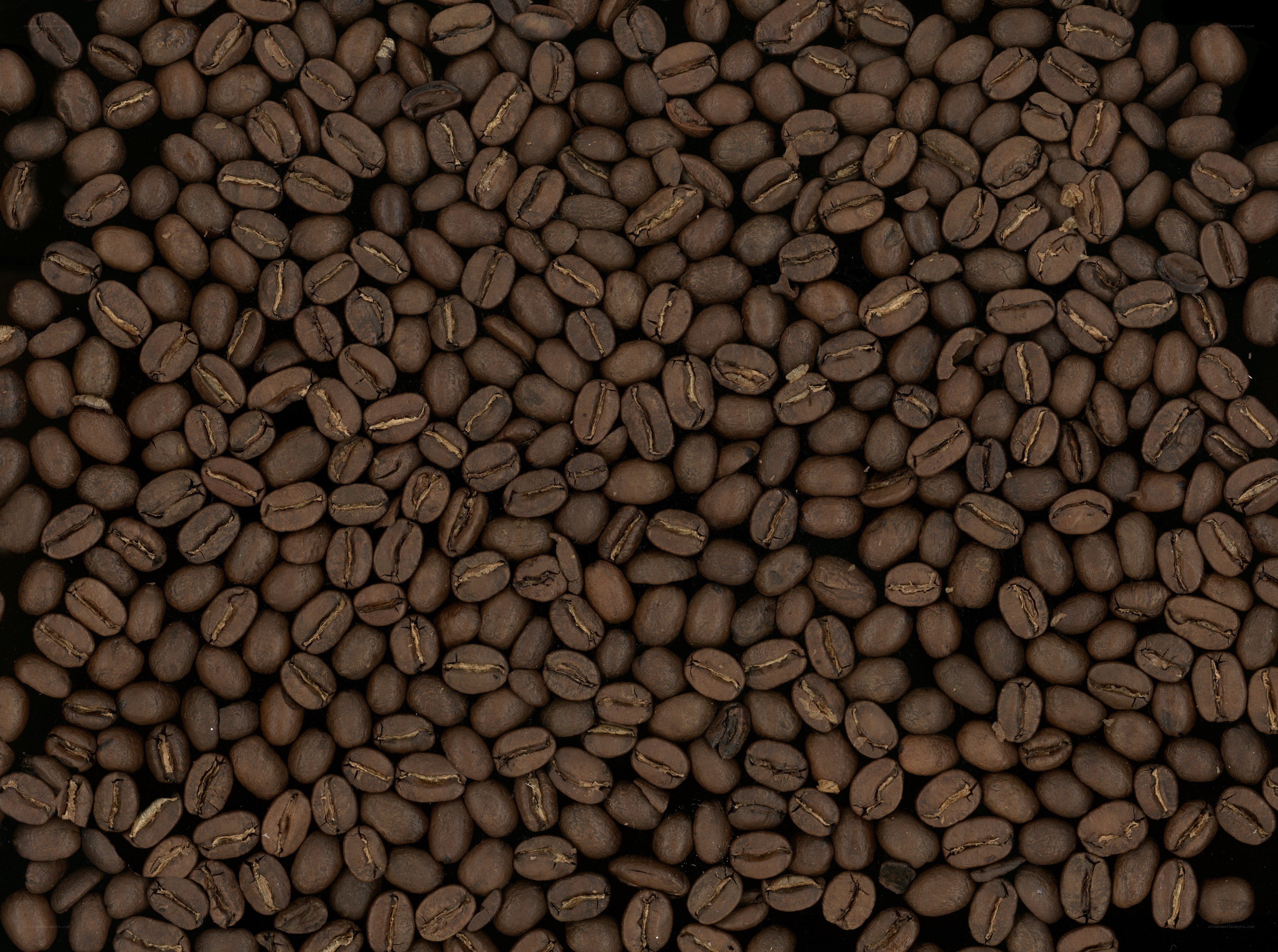 roasted coffee beans