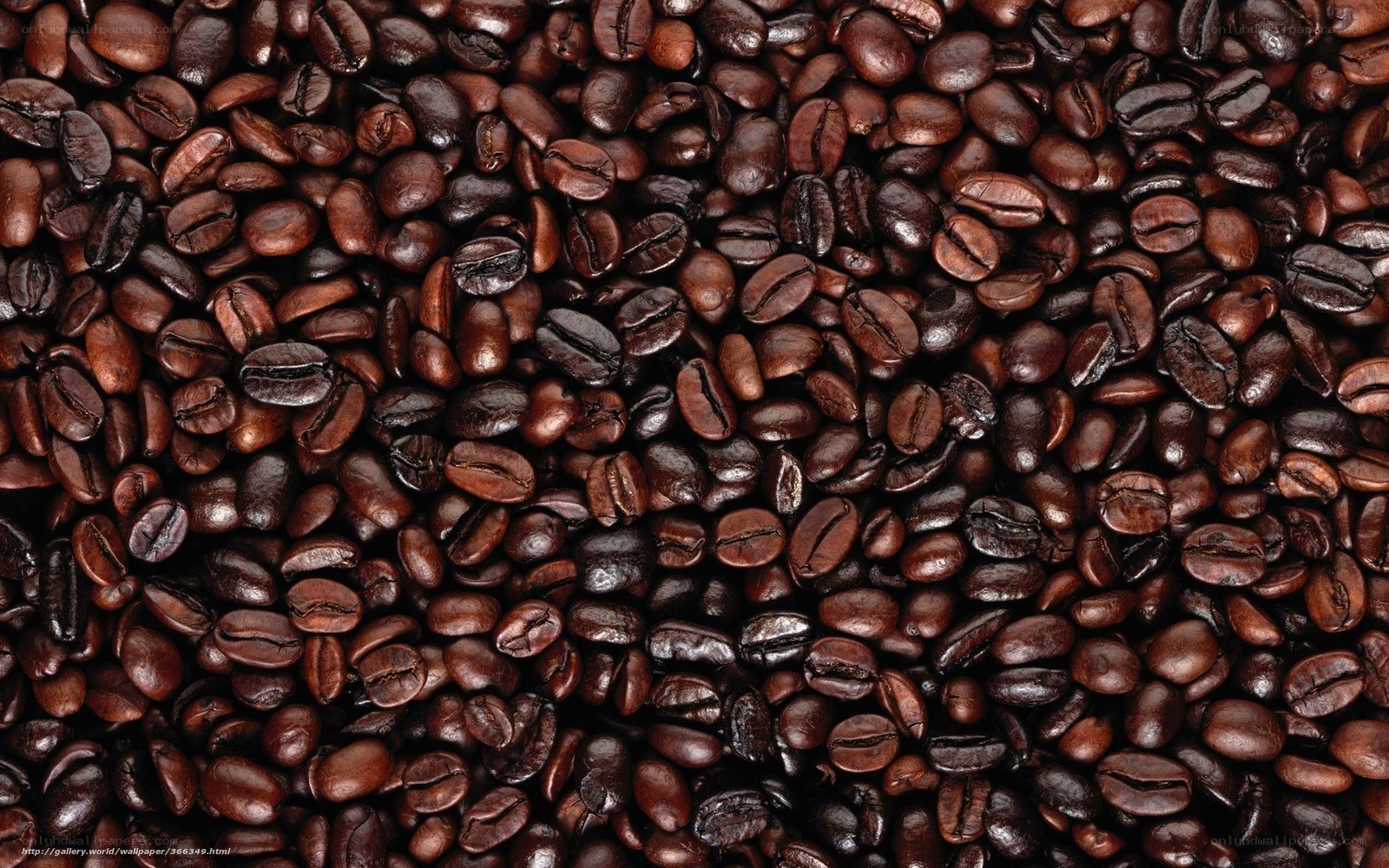 roasted coffee beans close-up