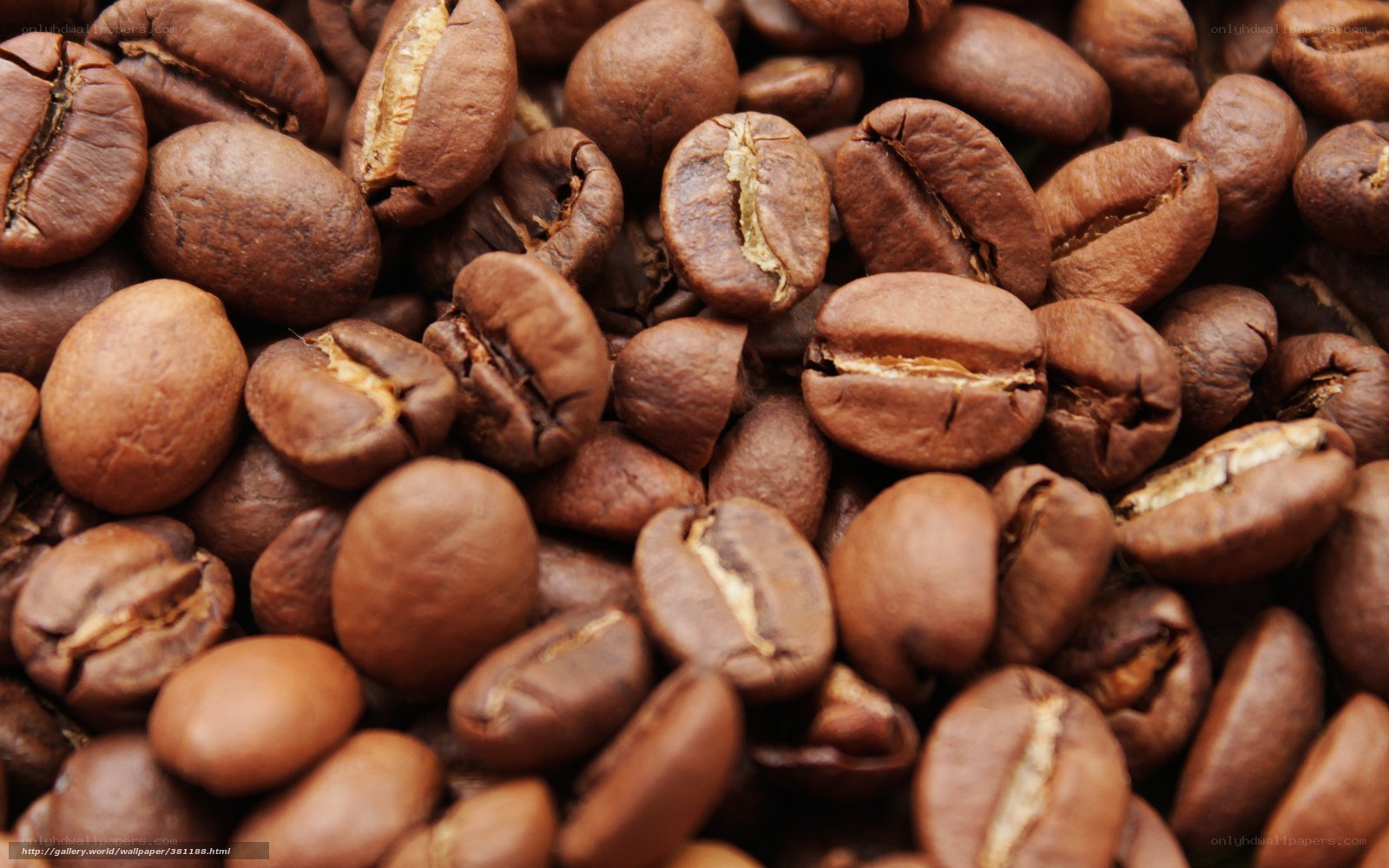 roasted coffee beans close-up