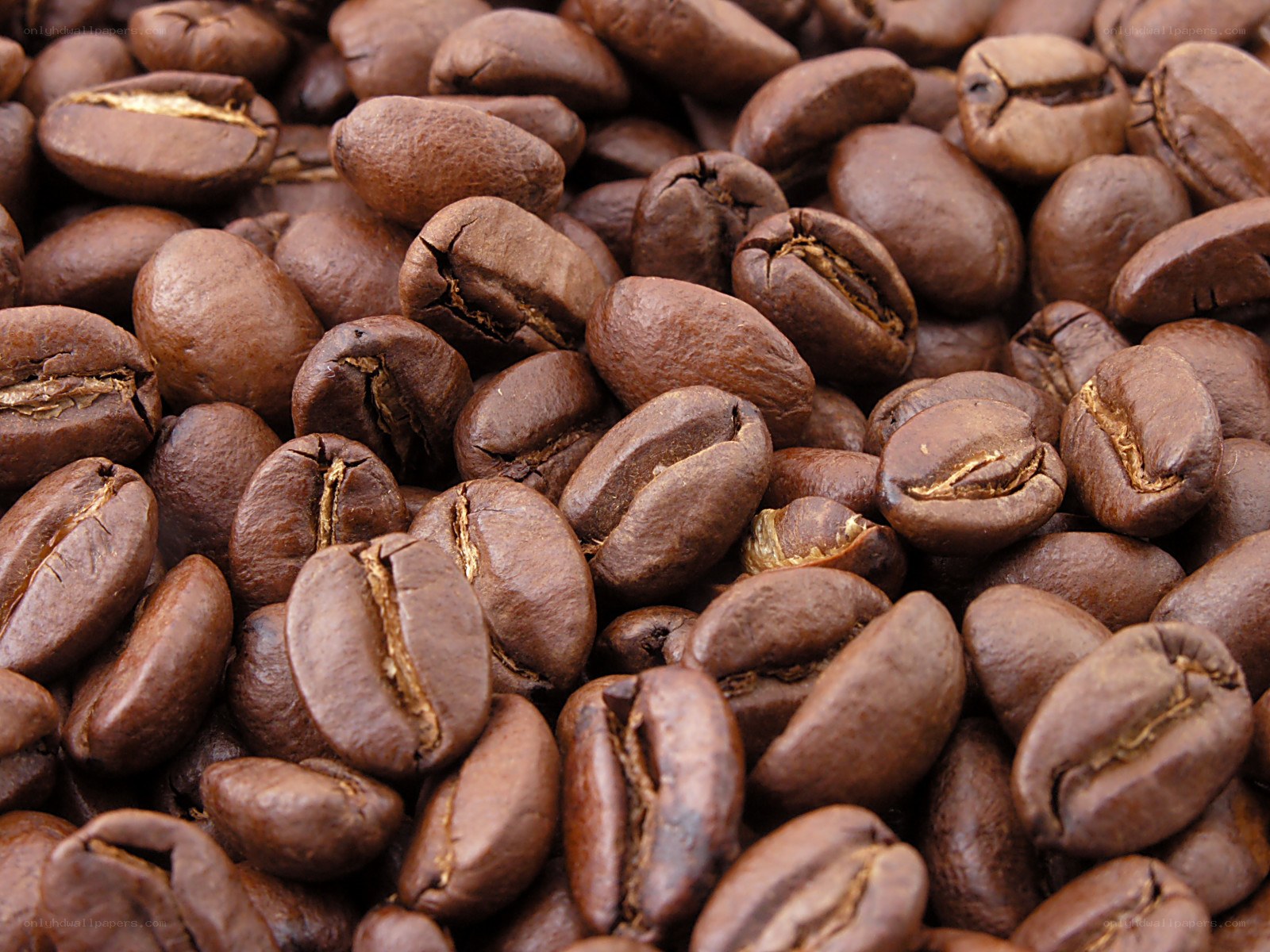 roasted coffee beans close-up