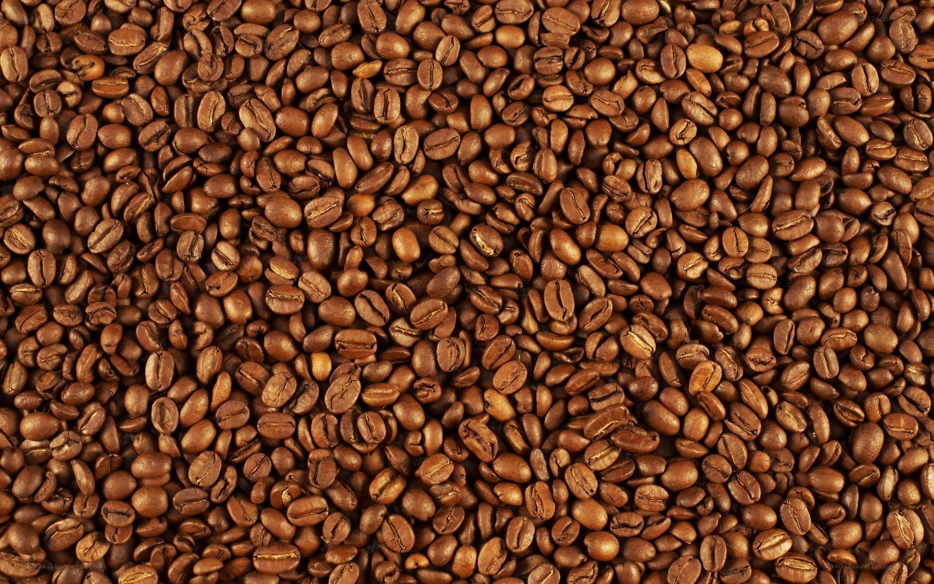 roasted coffee beans close-up