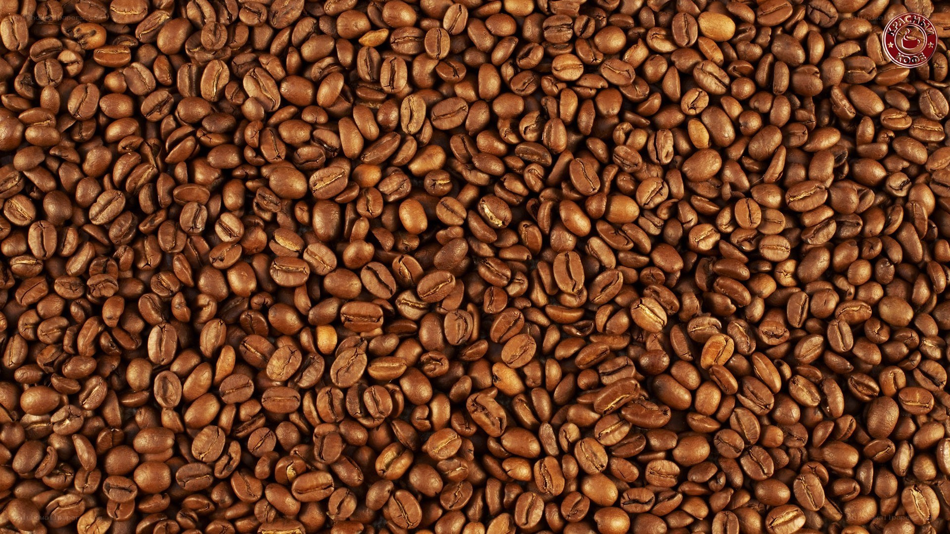 roasted coffee beans close-up