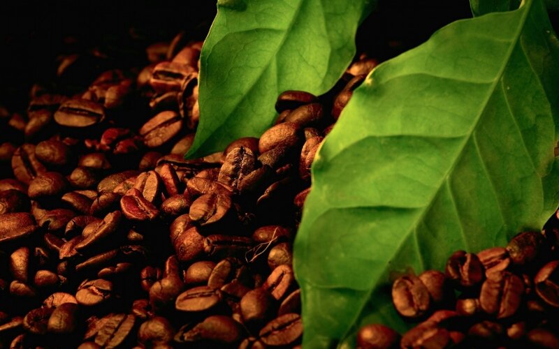 Roasted Coffee Beans — Green Leaves