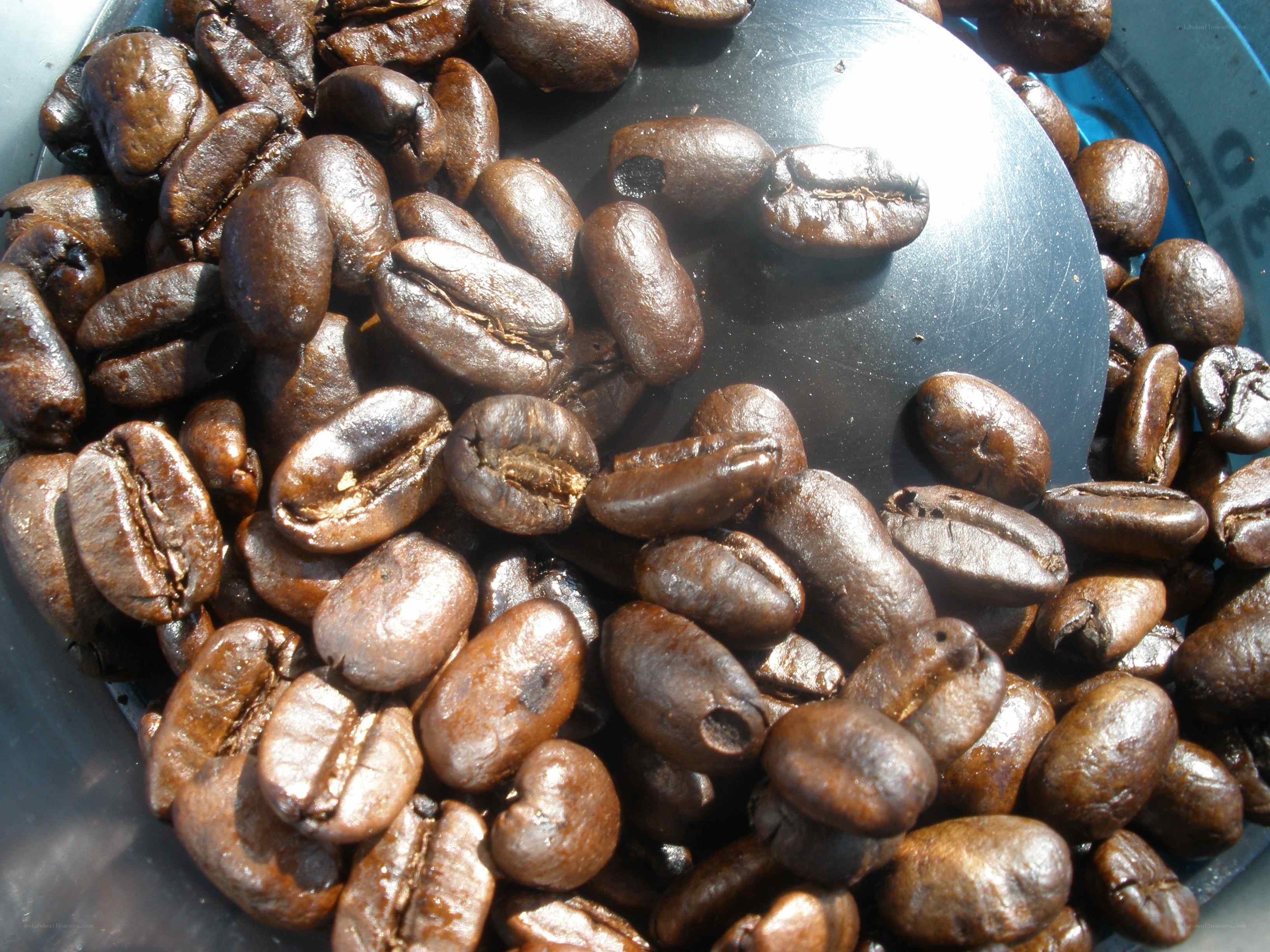 roasted coffee beans in a container