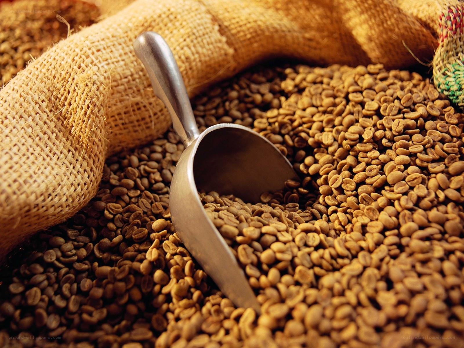 Roasted coffee beans in burlap sack