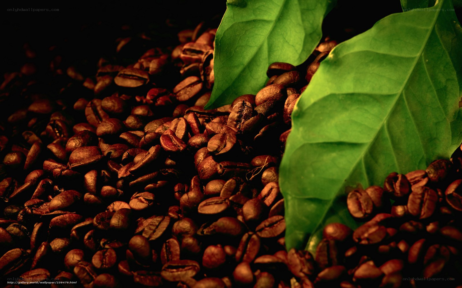 roasted coffee beans with green leaves