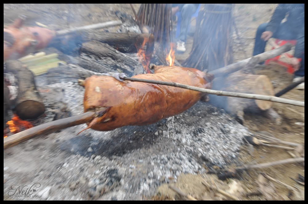 Roasting pig over fire