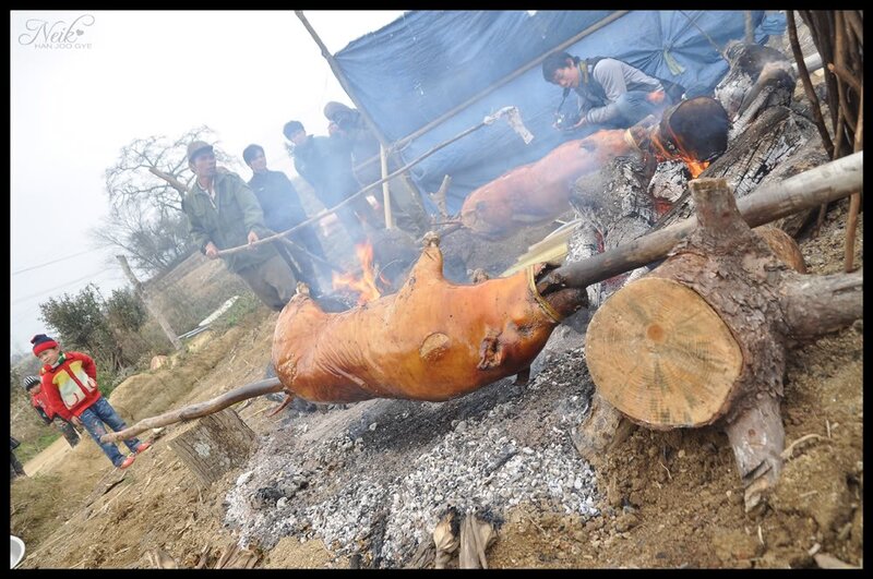 Roasting whole pigs outdoors
