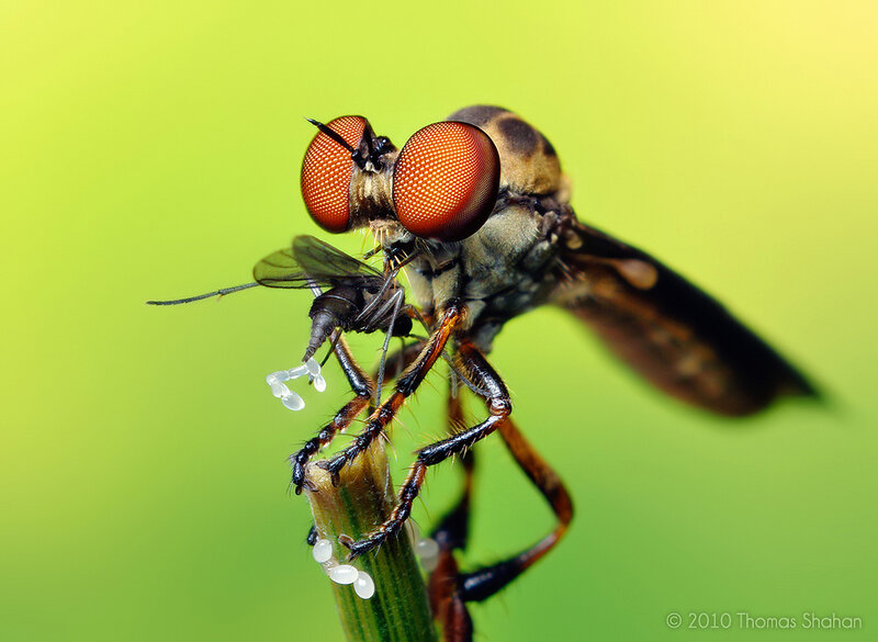 Robber Fly Eating Prey
