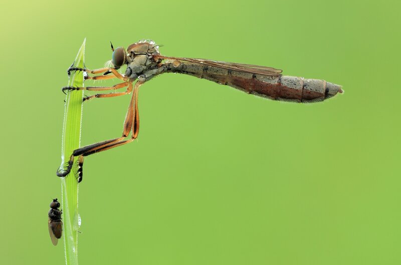 Robber fly on a blade of grass