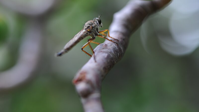 Robber Fly on Branch