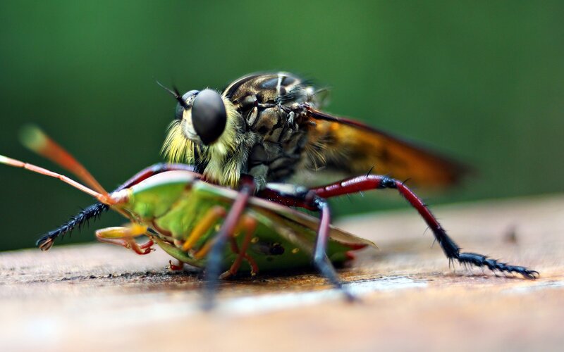 Robber Fly on Green Bug