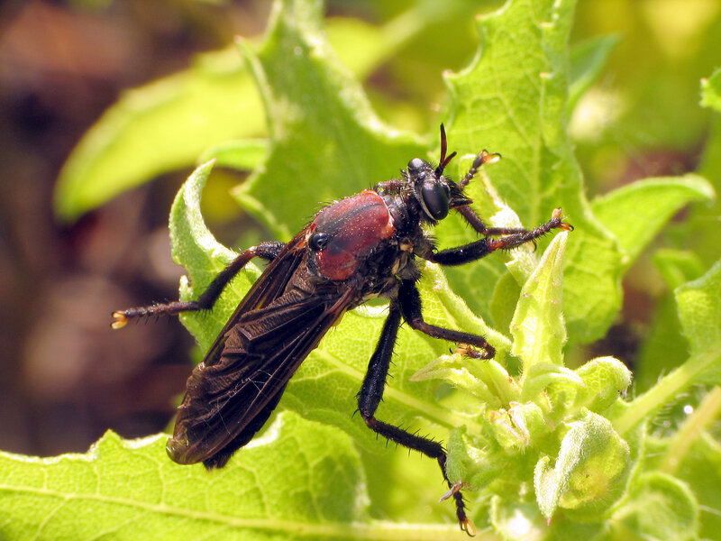 Robber fly on green leaf