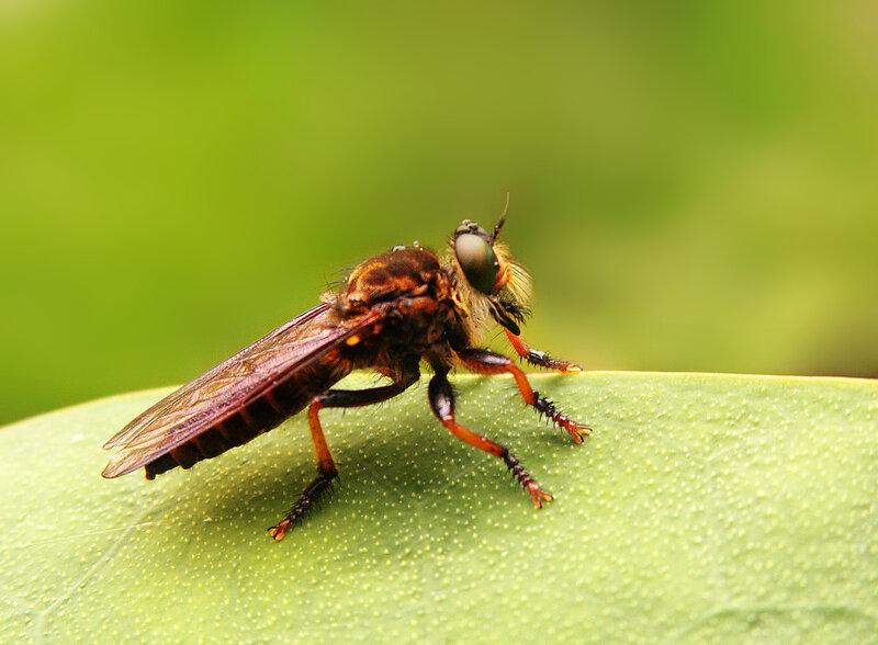 Robber Fly on Leaf