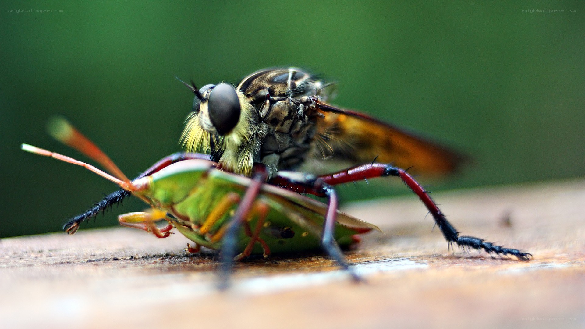 Robber fly preying on a bug