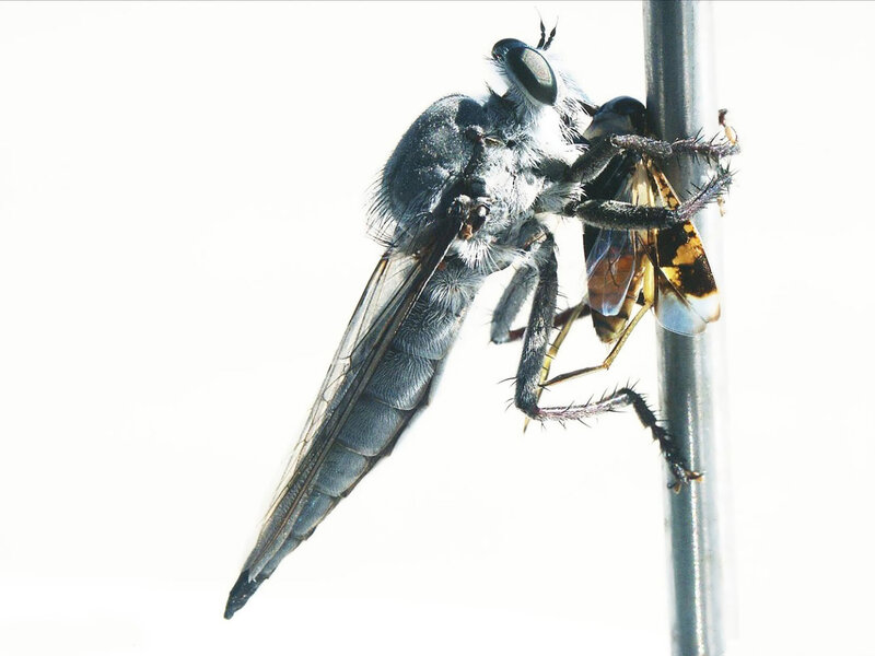 Robber fly with prey