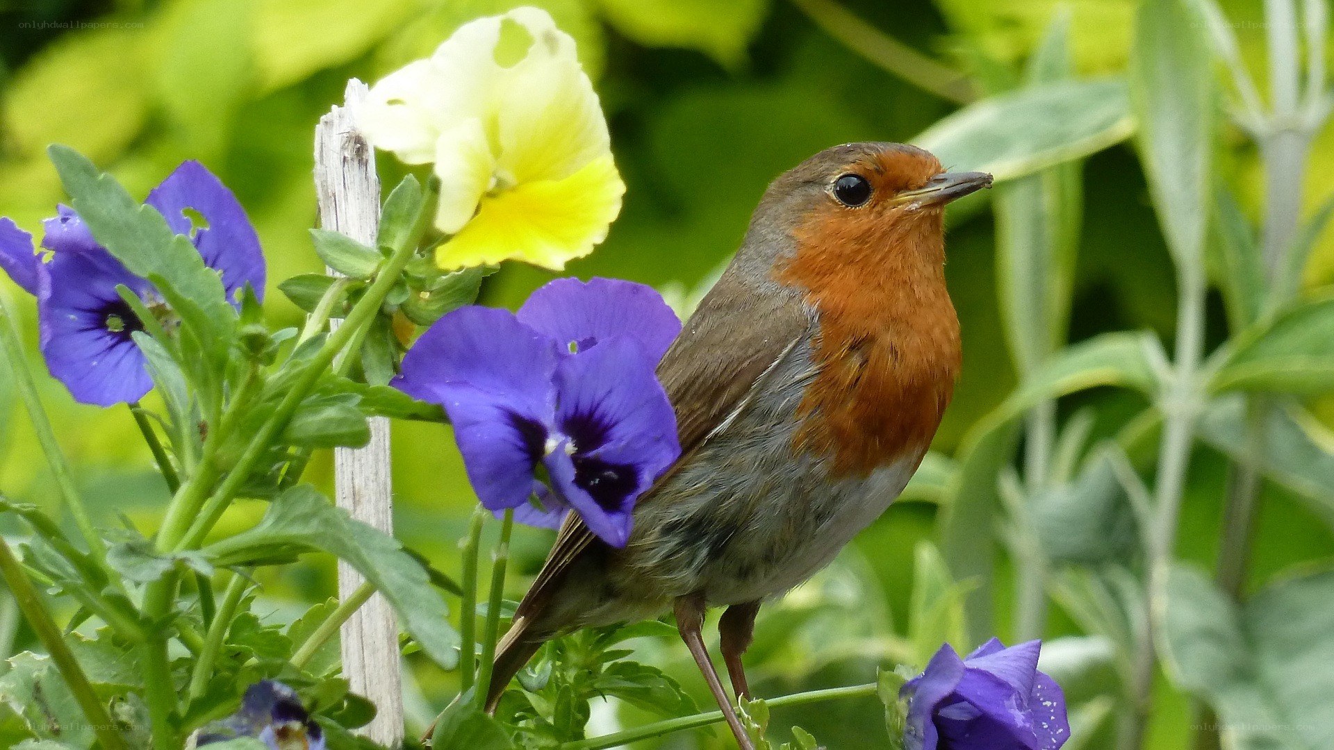Robin among colorful flowers