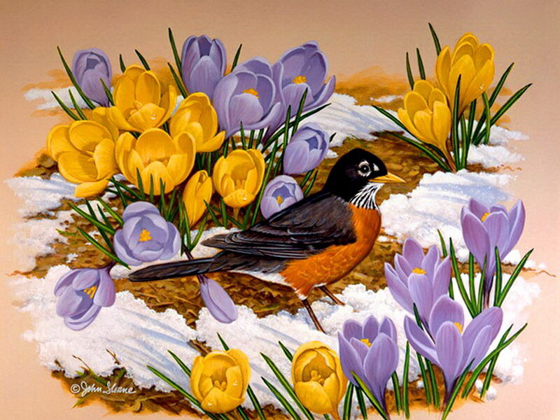 Robin Among Crocuses