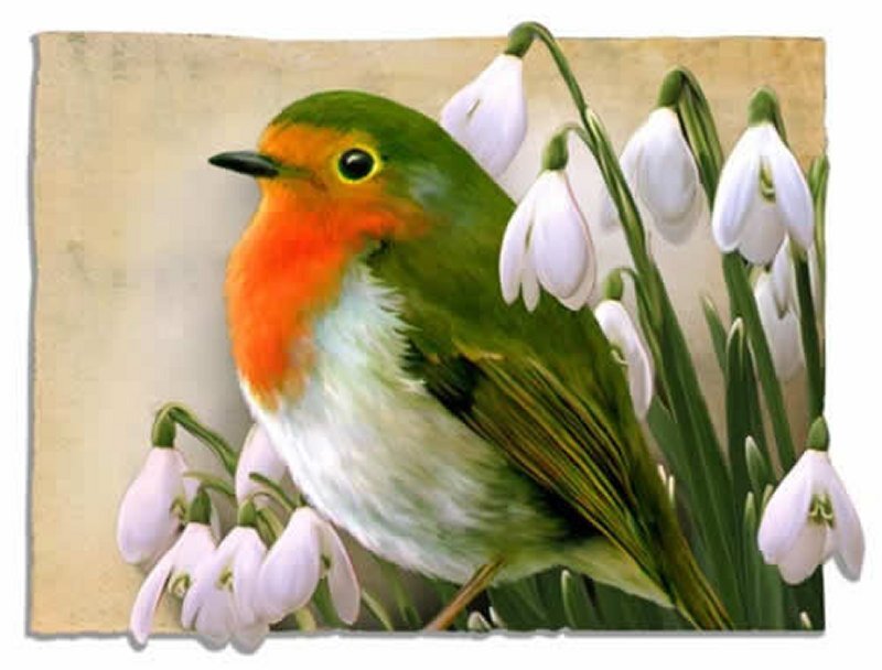 Robin Among Snowdrops