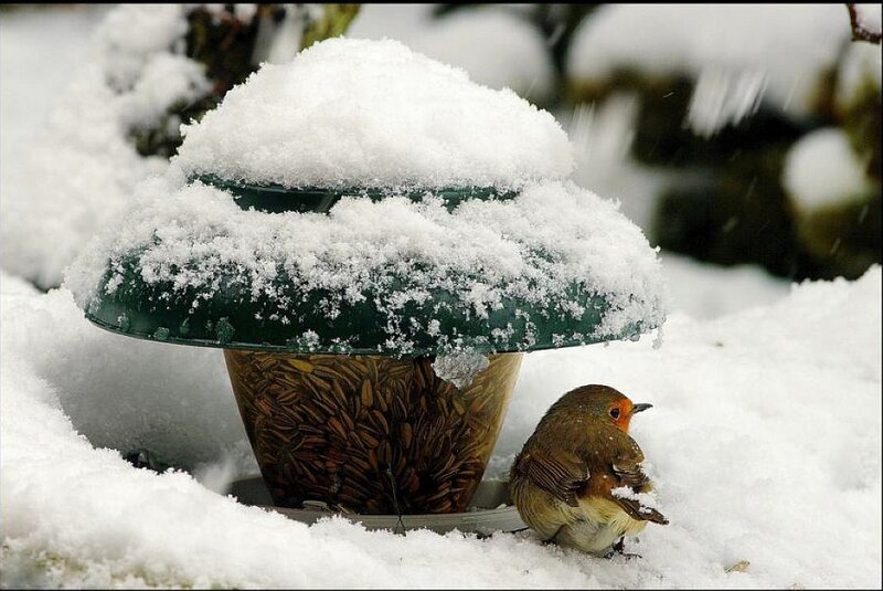 Robin at Bird Feeder