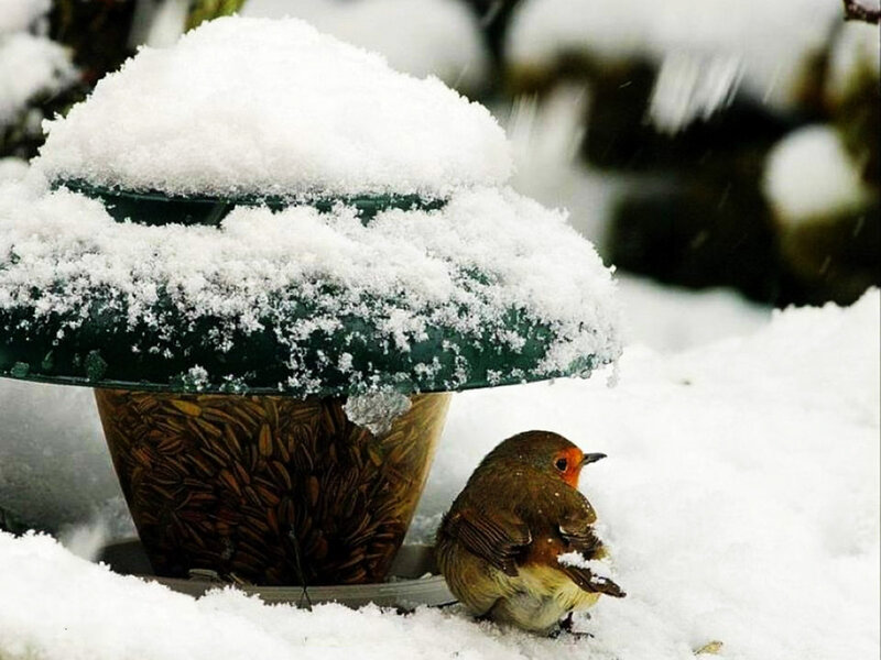 Robin at Bird Feeder — White, Calm, Winter, Photograph