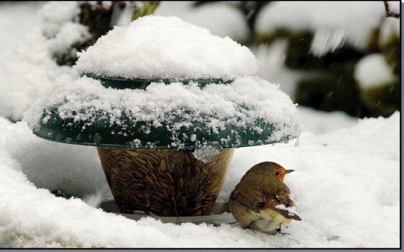Robin at Bird Feeder — White, Calm, Winter
