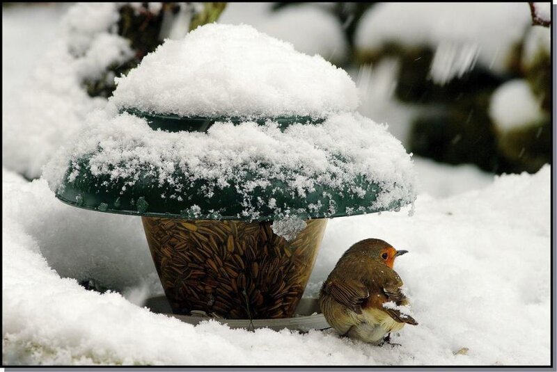 Robin at Bird Feeder — White