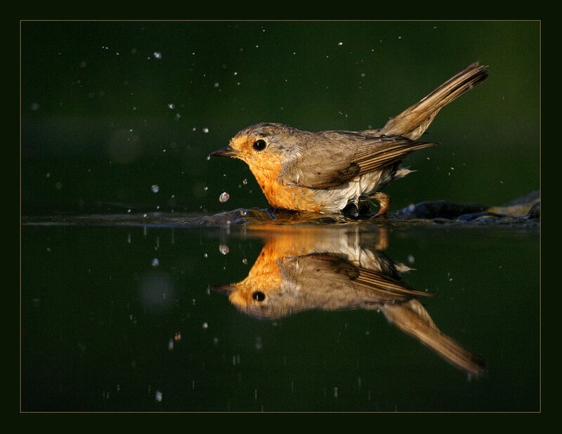 Robin Bathing in Water