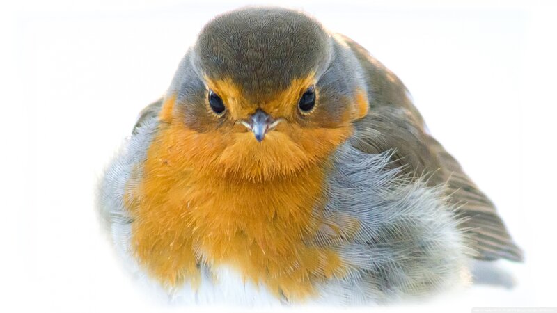 Robin Bird in Snow