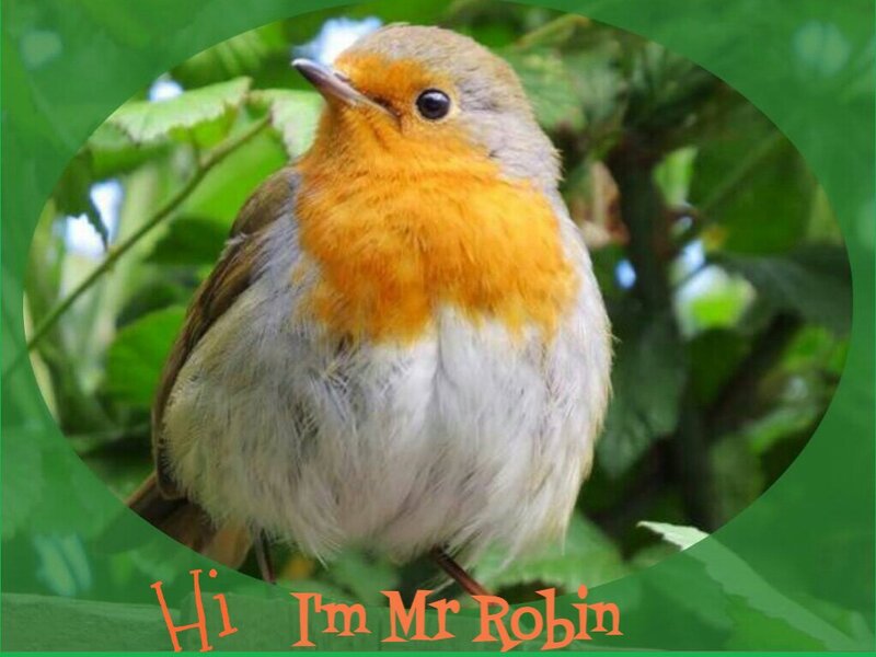 Robin Bird on Branch — Green