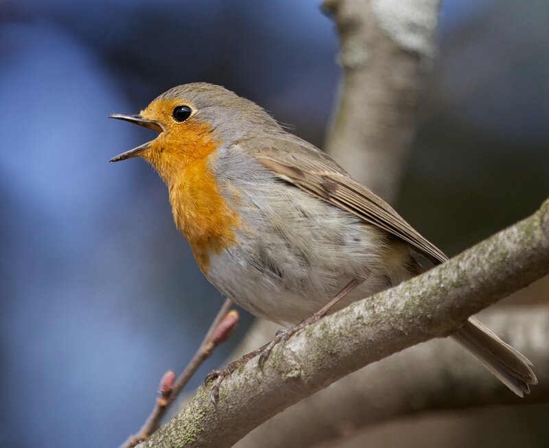 Robin Bird on Branch — Orange, Calm