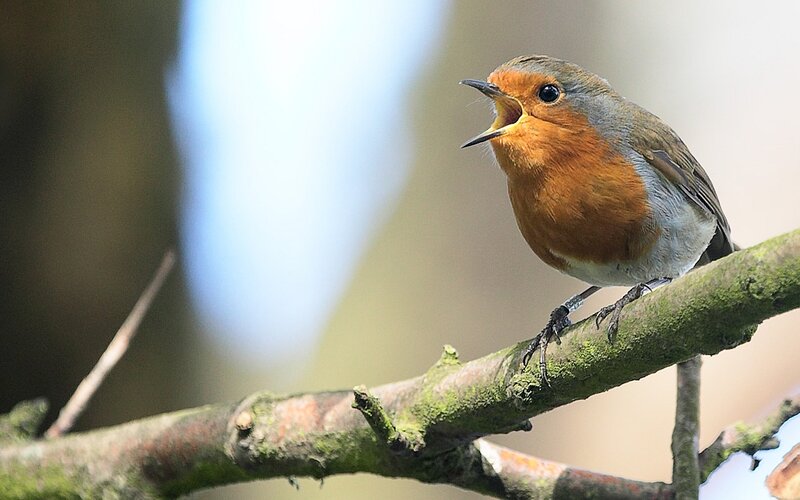 Robin Bird on Branch — Orange, Natural
